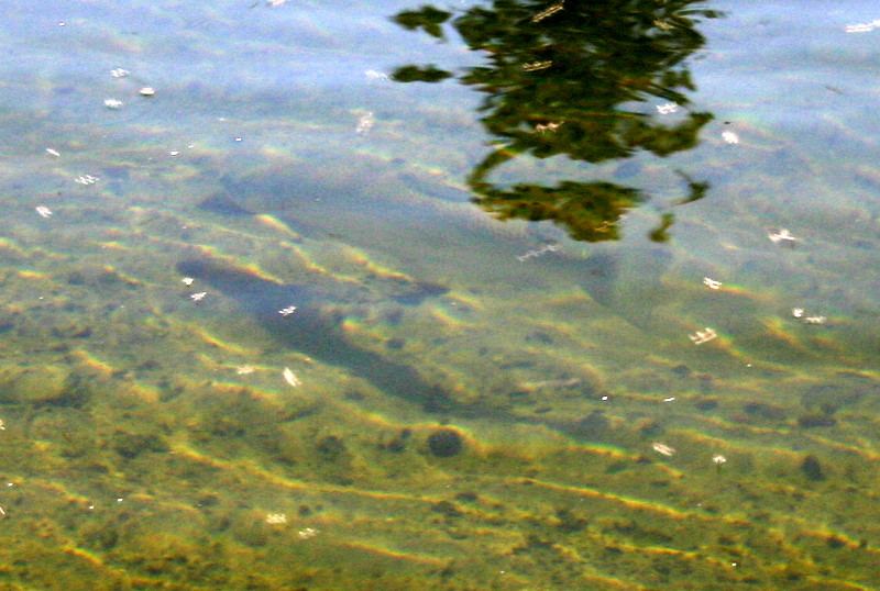 Fish and Shadow